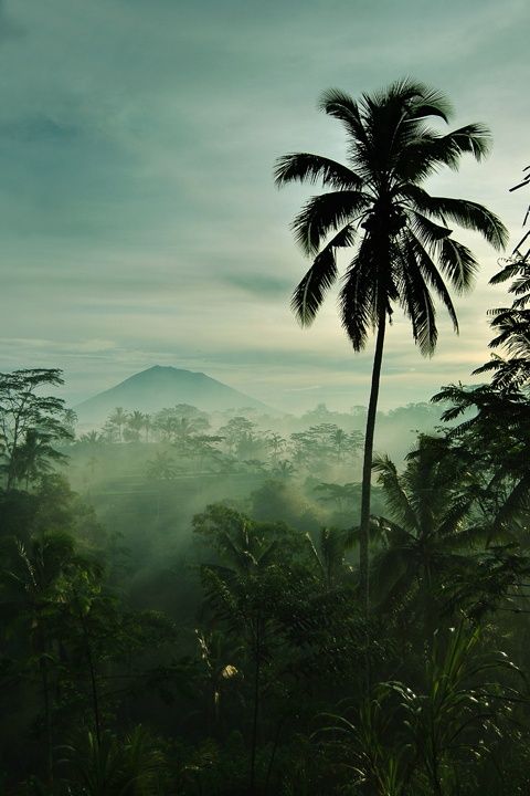 Indonesia | Happy Earth Day | the white dahlia